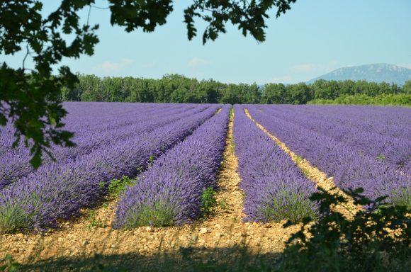 Take pictures of the famous lavender fields